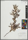 Foto von Salix alba subsp. vitellina (L.) Arcang.